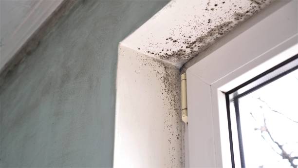 Best HVAC Mold Remediation in Kinnelon, NJ