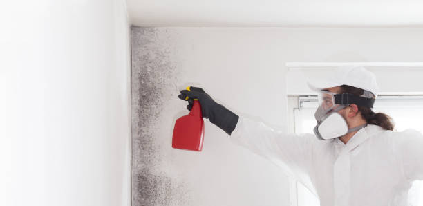 Best Insurance-Related Mold Remediation in Kinnelon, NJ