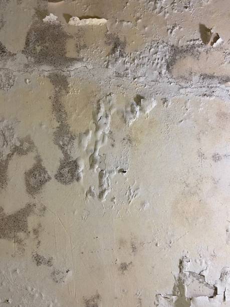 Best White Mold Remediation in Kinnelon, NJ