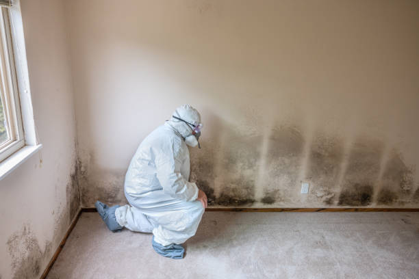 Trusted Kinnelon, NJ Mold Remediation Experts
