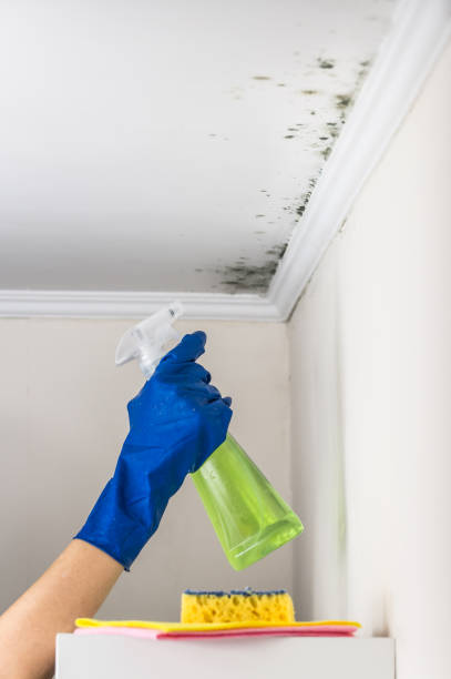 Trusted Kinnelon, NJ Mold Remediation Experts