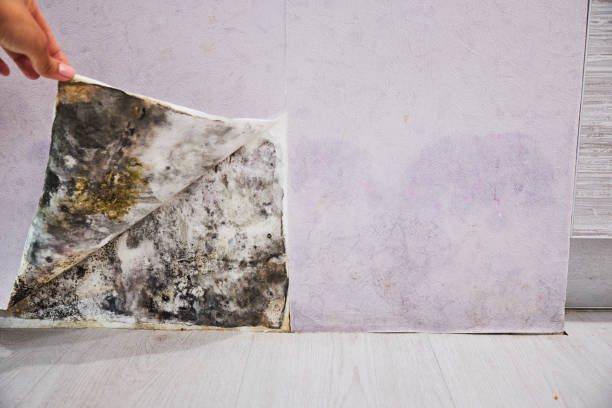 Best Residential Mold Remediation in Kinnelon, NJ
